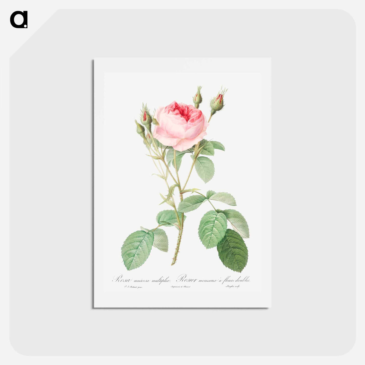 アートポストカード-Double Moss Rose - ピエール ジョゼフ ルドゥーテ Postcard.