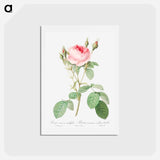 アートポストカード-Double Moss Rose - ピエール ジョゼフ ルドゥーテ Postcard.