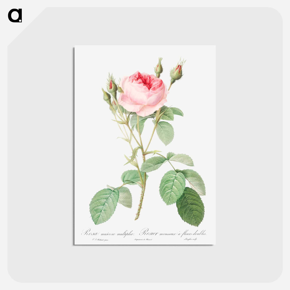 アートポストカード-Double Moss Rose - ピエール ジョゼフ ルドゥーテ Postcard.