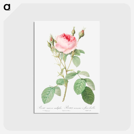 アートポストカード-Double Moss Rose - ピエール ジョゼフ ルドゥーテ Postcard.