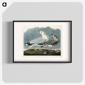 アートポスター-Common American Gull
 - アメリカの鳥たち Poster.