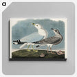 アートパネル-Common American Gull
 - アメリカの鳥たち Canvas.