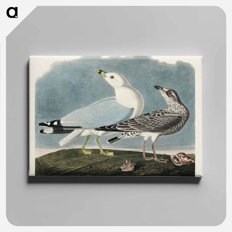 アートパネル-Common American Gull
 - アメリカの鳥たち Canvas.