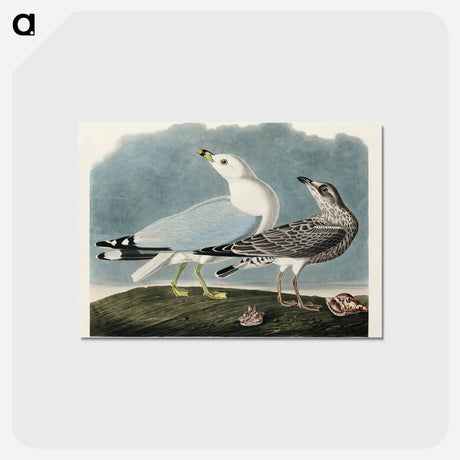 アートポストカード-Common American Gull
 - アメリカの鳥たち Postcard.
