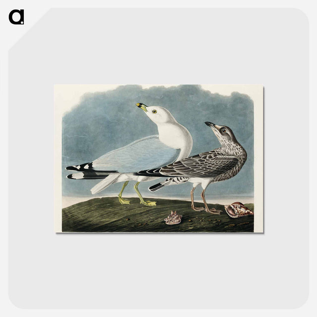 アートポストカード-Common American Gull
 - アメリカの鳥たち Postcard.