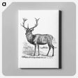 アートパネル-Red Deer
 - 大英図書館 Canvas.