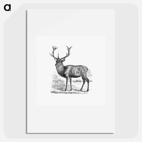 アートポスター-Red Deer
 - 大英図書館 Poster.