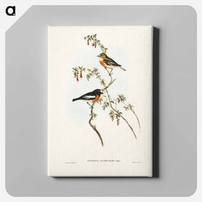アートパネル-Scarlet-breasted Robin
 - ジョン グールド Canvas.