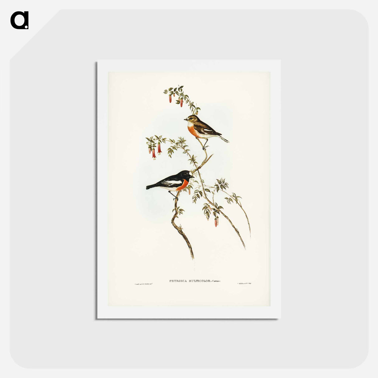 アートポストカード-Scarlet-breasted Robin
 - ジョン グールド Postcard.
