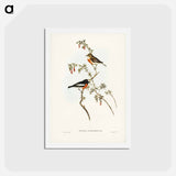 アートポストカード-Scarlet-breasted Robin
 - ジョン グールド Postcard.