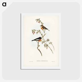 アートポストカード-Scarlet-breasted Robin
 - ジョン グールド Postcard.
