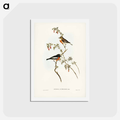 アートポストカード-Scarlet-breasted Robin
 - ジョン グールド Postcard.