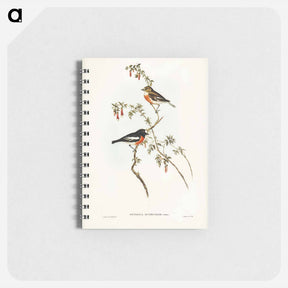 アートメモ帳-Scarlet-breasted Robin
 - ジョン グールド Memo.