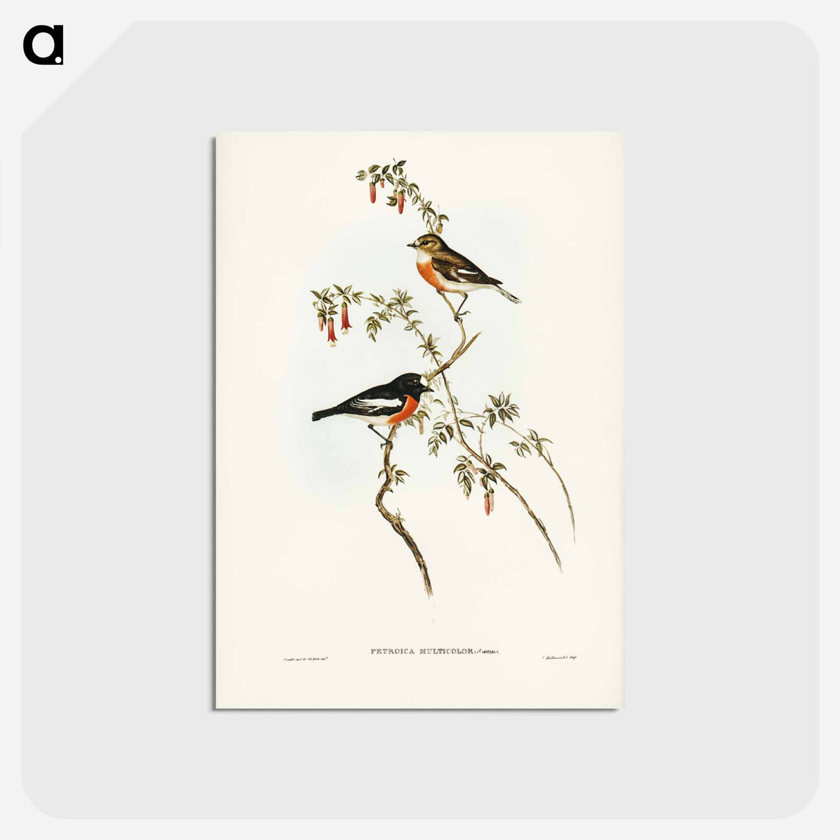 アートポストカード-Scarlet-breasted Robin
 - ジョン グールド Postcard.