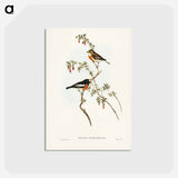 アートポストカード-Scarlet-breasted Robin
 - ジョン グールド Postcard.