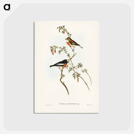 アートポストカード-Scarlet-breasted Robin
 - ジョン グールド Postcard.