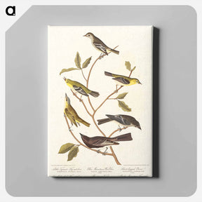 アートパネル-Birds of America
 - ジョン ジェームス オーデュボン Canvas.