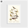 アートポストカード-Birds of America
 - ジョン ジェームス オーデュボン Postcard.