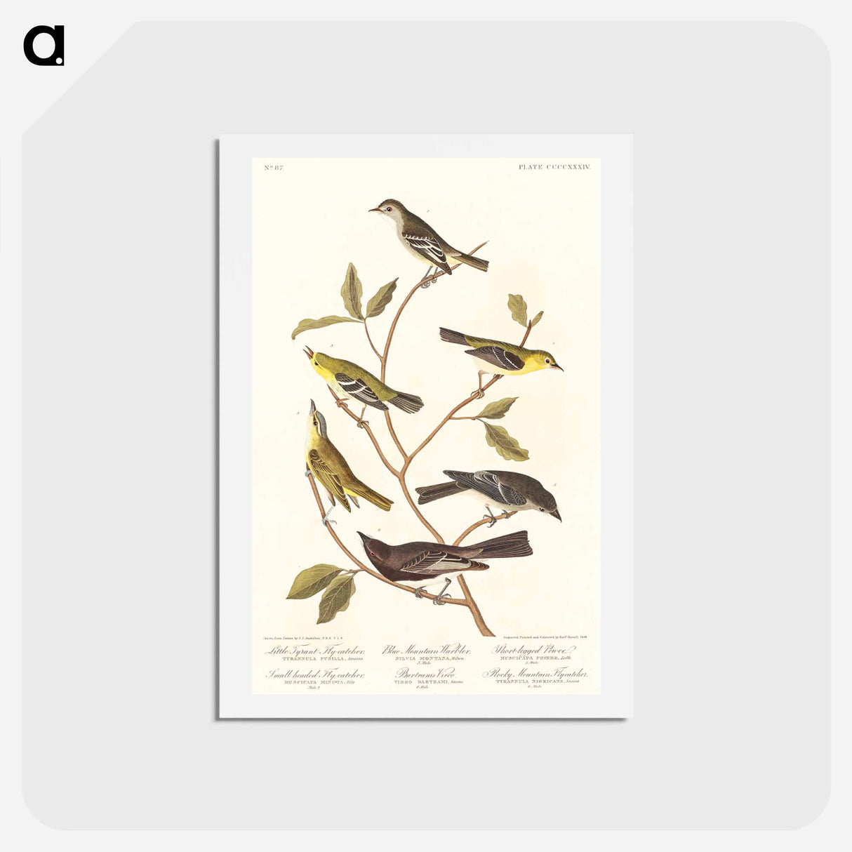 アートポストカード-Birds of America
 - ジョン ジェームス オーデュボン Postcard.