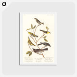 アートポストカード-Birds of America
 - ジョン ジェームス オーデュボン Postcard.