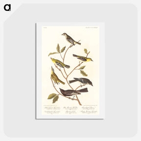 アートポストカード-Birds of America
 - ジョン ジェームス オーデュボン Postcard.