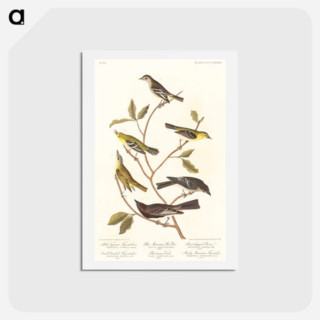 アートポストカード-Birds of America
 - ジョン ジェームス オーデュボン Postcard.