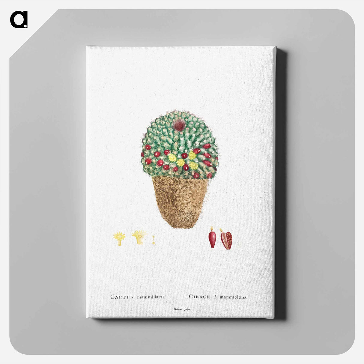アートパネル-Cactus Mammillaria - ピエール ジョゼフ ルドゥーテ Canvas.
