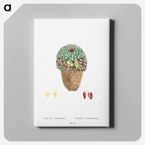 アートパネル-Cactus Mammillaria - ピエール ジョゼフ ルドゥーテ Canvas.