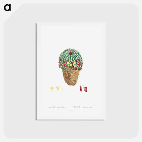 アートポストカード-Cactus Mammillaria - ピエール ジョゼフ ルドゥーテ Postcard.