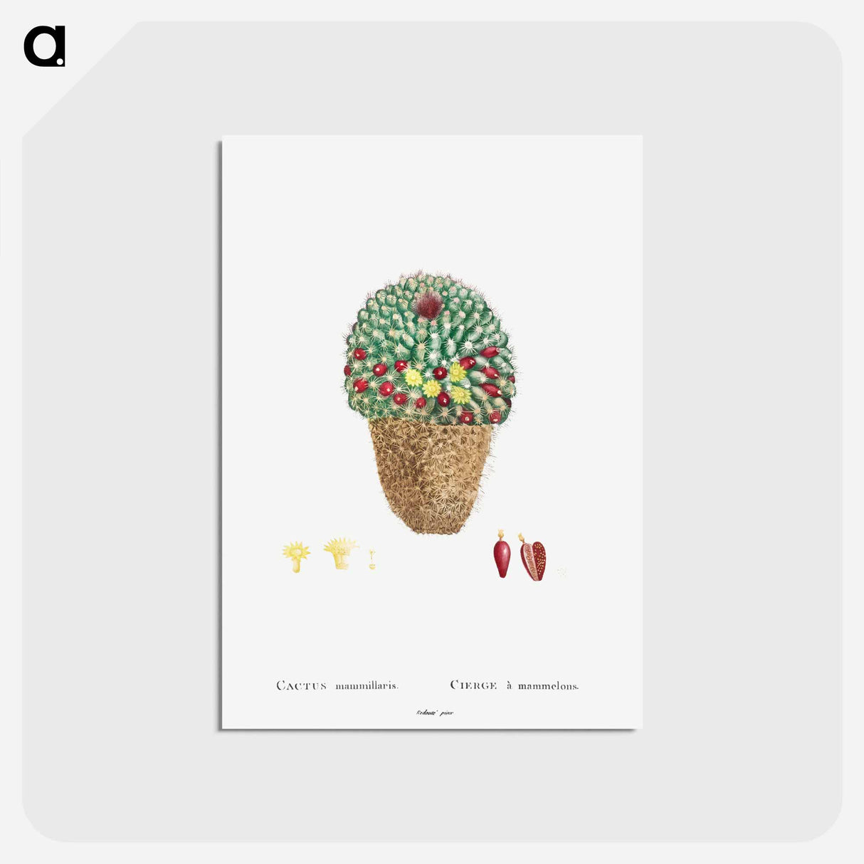 アートポストカード-Cactus Mammillaria - ピエール ジョゼフ ルドゥーテ Postcard.