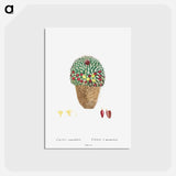 アートポストカード-Cactus Mammillaria - ピエール ジョゼフ ルドゥーテ Postcard.