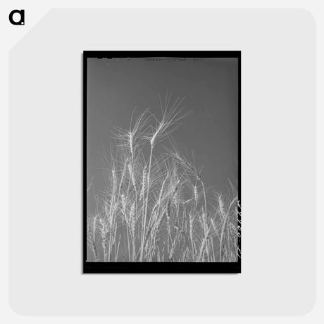 アートポストカード-Ripe Wheat, Eureka Flats
 - ラッセル リー Postcard.