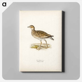 アートパネル-Little Bustard
 - スヴェンスカ フォグラル Canvas.