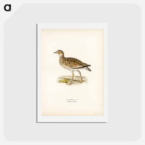 アートポストカード-Little Bustard
 - スヴェンスカ フォグラル Postcard.