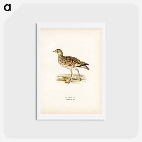 Little Bustard
 - スヴェンスカ フォグラル Postcard.