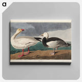 アートパネル-Snow Goose from Birds of America
 - アメリカの鳥たち Canvas.