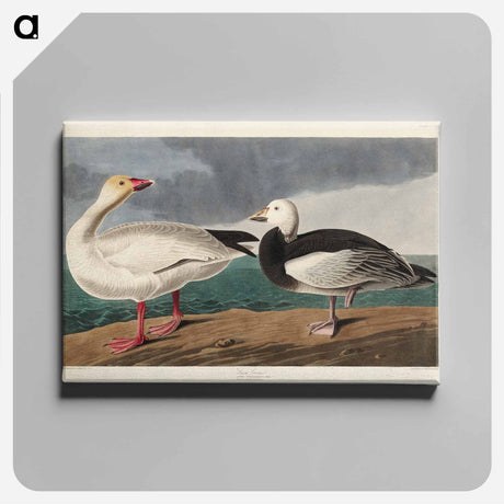 アートパネル-Snow Goose from Birds of America
 - アメリカの鳥たち Canvas.