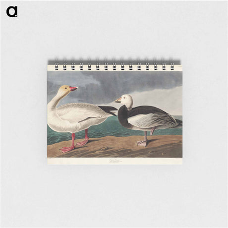 アートメモ帳-Snow Goose from Birds of America
 - アメリカの鳥たち Memo.