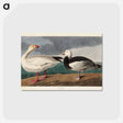 アートポストカード-Snow Goose from Birds of America
 - アメリカの鳥たち Postcard.