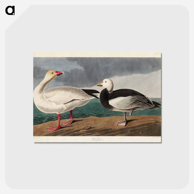 アートポストカード-Snow Goose from Birds of America
 - アメリカの鳥たち Postcard.
