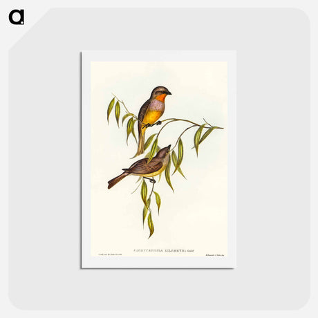 アートポストカード-Gilbert's Pachycephala
 - オーストラリアの鳥 Postcard.