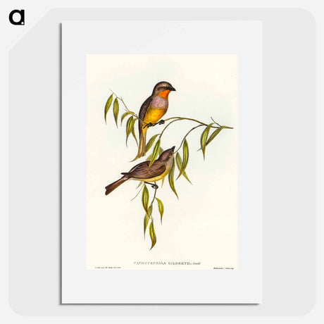 アートポスター-Gilbert's Pachycephala
 - オーストラリアの鳥 Poster.