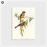 アートポストカード-Gilbert's Pachycephala
 - オーストラリアの鳥 Postcard.