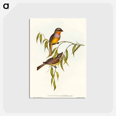 アートポストカード-Gilbert's Pachycephala
 - オーストラリアの鳥 Postcard.