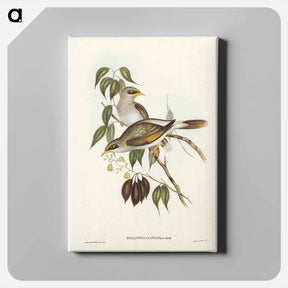 アートパネル-Yellow-throated Miner
 - ジョン グールド Canvas.