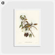 アートポストカード-Yellow-throated Miner
 - ジョン グールド Postcard.