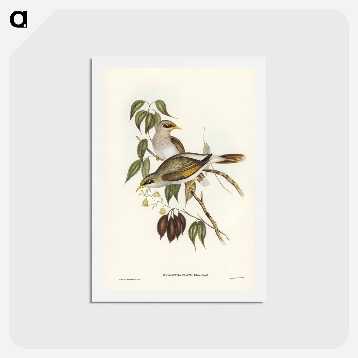 アートポストカード-Yellow-throated Miner
 - ジョン グールド Postcard.