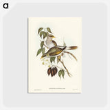 アートポストカード-Yellow-throated Miner
 - ジョン グールド Postcard.