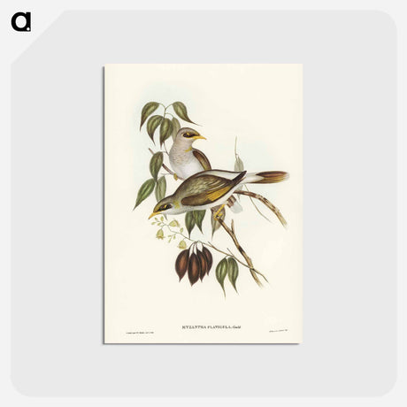アートポストカード-Yellow-throated Miner
 - ジョン グールド Postcard.
