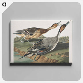 アートパネル-Pin-Tailed Duck
 - ジョン ジェームス オーデュボン Canvas.